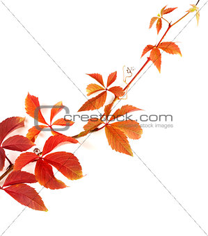Twig of autumnal grapes leaves on white