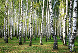 Evening autumn birch forest in sunlight