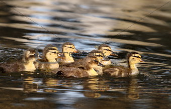 raft of ducklings