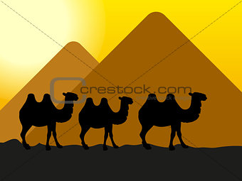 camels in the desert at the pyramids