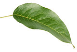 Green pear leaf on white
