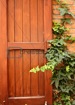 Wooden shutter and ivy on brick wall