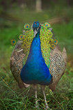 peacock 