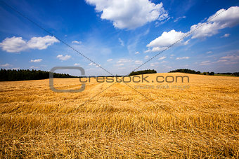 slanted wheat. harvest company