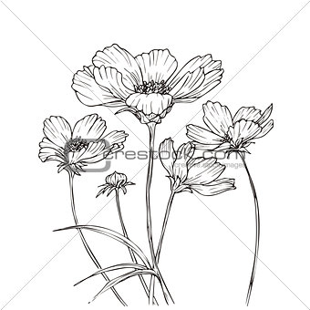 Hand drawn vector with cosmos flowers