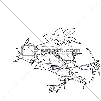 Hand drawn vector with bell flowers