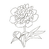 Hand drawn vector with peony flower