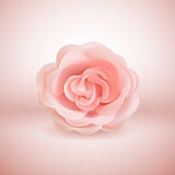 Vector 3d realistic pink Rose on pink background.