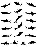 silhouettes of sharks