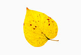 Closeup of a  Yellow Autumn Leaf - Isolated on White