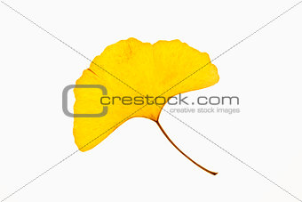 Closeup of a  Yellow Autumn Leaf - Isolated on White