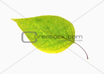 Closeup of a  Green Autumn Leaf - Isolated on White