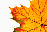 Closeup of Autumn Leaf - Isolated on White