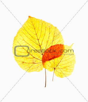 Closeup of Autumn Leafs - Isolated on White