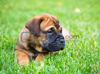 Bullmastiff puppy lying on a lawn