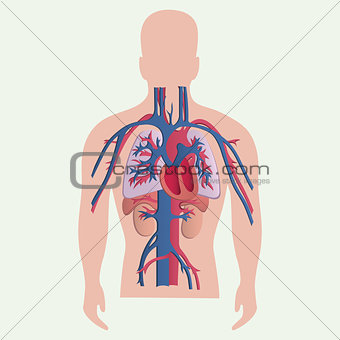 Medical human organs