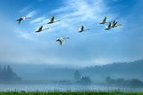 Cranes flying in an early morning mist