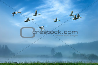 Cranes flying in an early morning mist