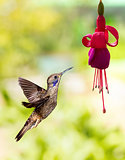 Hummingbird feeding on hardy fuchsia flower