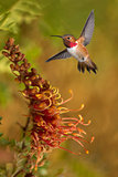 Rufous Hummingbird in the tropical garden