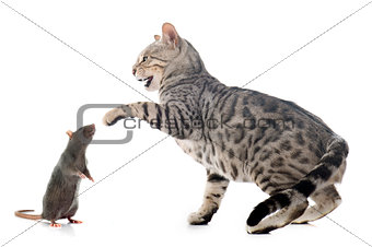bengal cat and rat