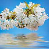 Blossoming Cherry Plum