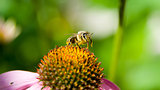 Bee pollinating a flower on green nature background