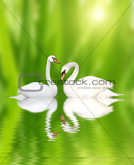 Two swans on green background