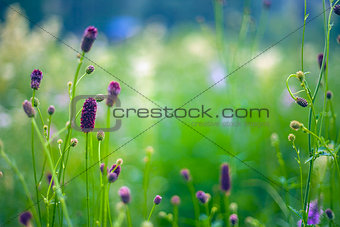 Abstract beautiful gentle spring flower background.  Closeup with soft focus. Sweet color