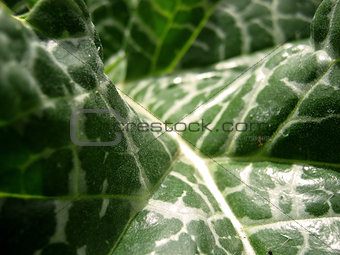 Leaf texture in perspective