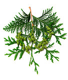 Green twig of thuja with cones