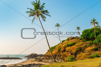 hill with coconut palm trees in a tropical resort location