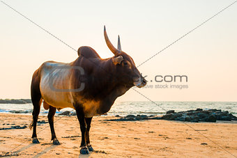 Bull with sharp horns on the beach near the sea