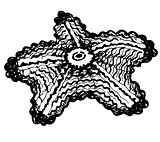 Vector graphic starfish