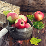 Still life with autumn apples