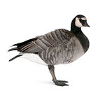 Mixed-Breed goose between Canada Goose and a Barnacle Goose in front of a white background, studio shot