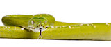 Portrait of green tree python, Morelia viridis, 5 years old, in front of white background, studio shot