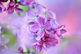 lilac on colorful background