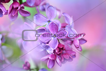 lilac on colorful background