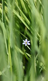 little blue flower