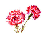 Watercolor red flower carnation