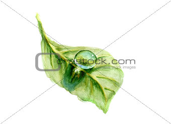 Dew drop on green leaf.