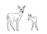 Hand drawn realistic sketch of deers