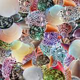 Sea Shells Background