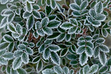 Rose Leaves in the frost.