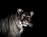 White Tiger at black background