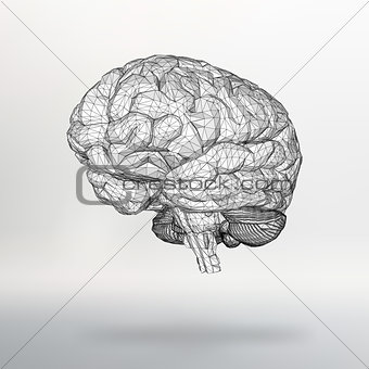 Vector illustration human brain. The structural grid of polygons. Abstract Creative concept vector background. Molecular lattice. Polygonal design style letterhead and brochure.