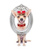 crown king dog