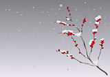 Season winter. Branch berries under snow