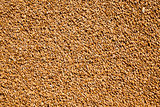 wheat grains .  harvesting